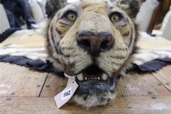 A tiger skin rug, complete with head and claws